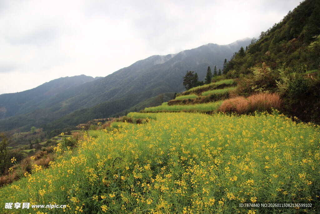 山间油菜花海美景