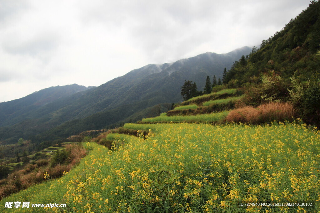 山间梯田油菜花美景