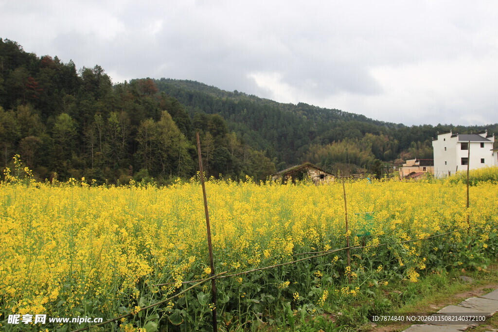 金黄油菜田旁的山间村落