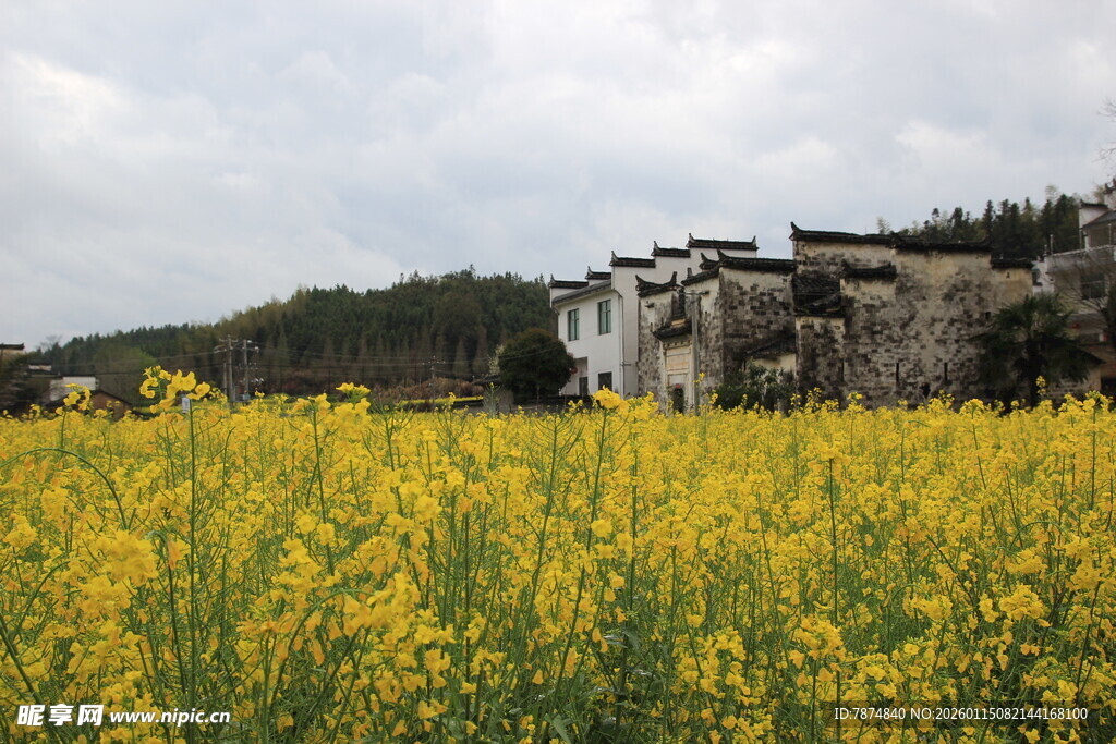 油菜花海中的古朴村落