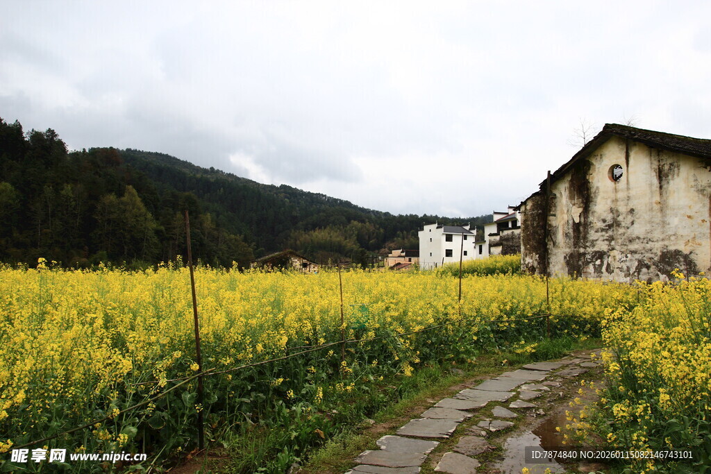 乡村田园油菜花海美景