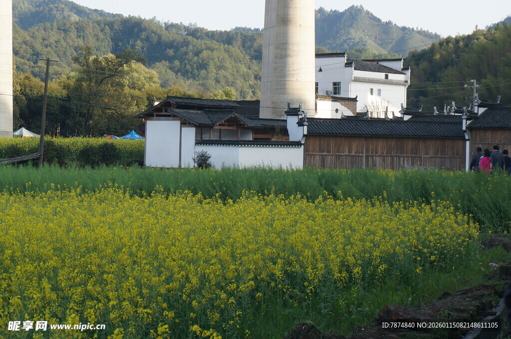 田园油菜与传统建筑美景