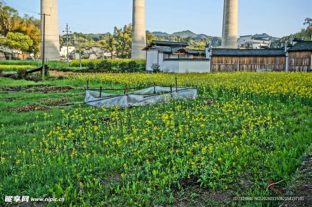 田园黄花景 古塔映春光