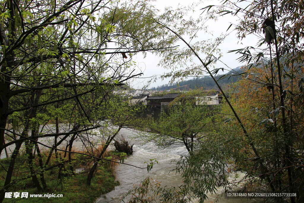 山间溪流旁的繁茂树林
