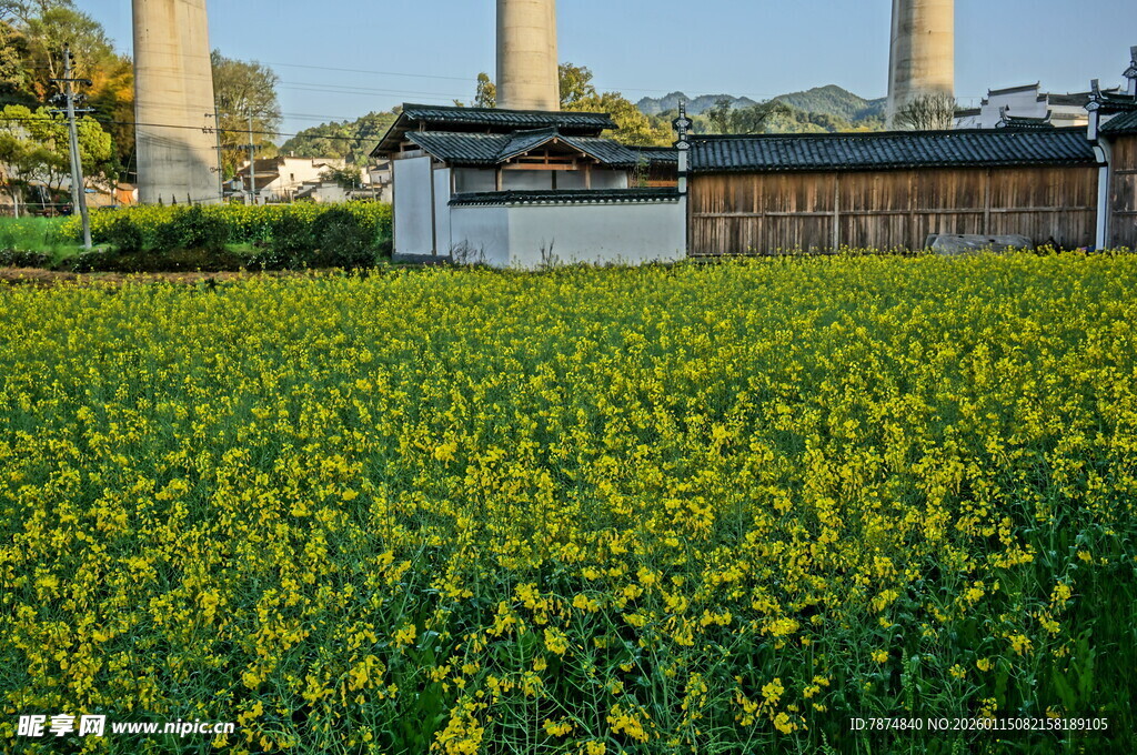 金黄油菜花田的田园风光