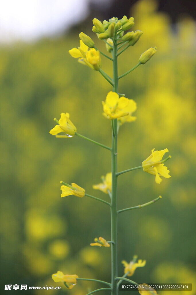 一枝绽放的黄色油菜花