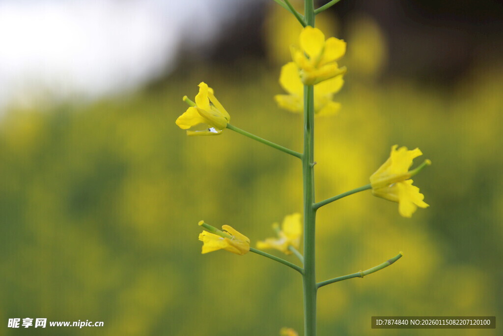 一枝绽放的黄色油菜花