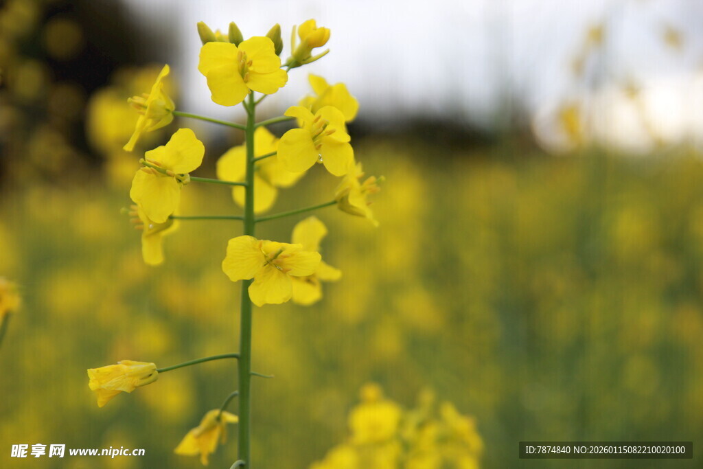 春日油菜花特写