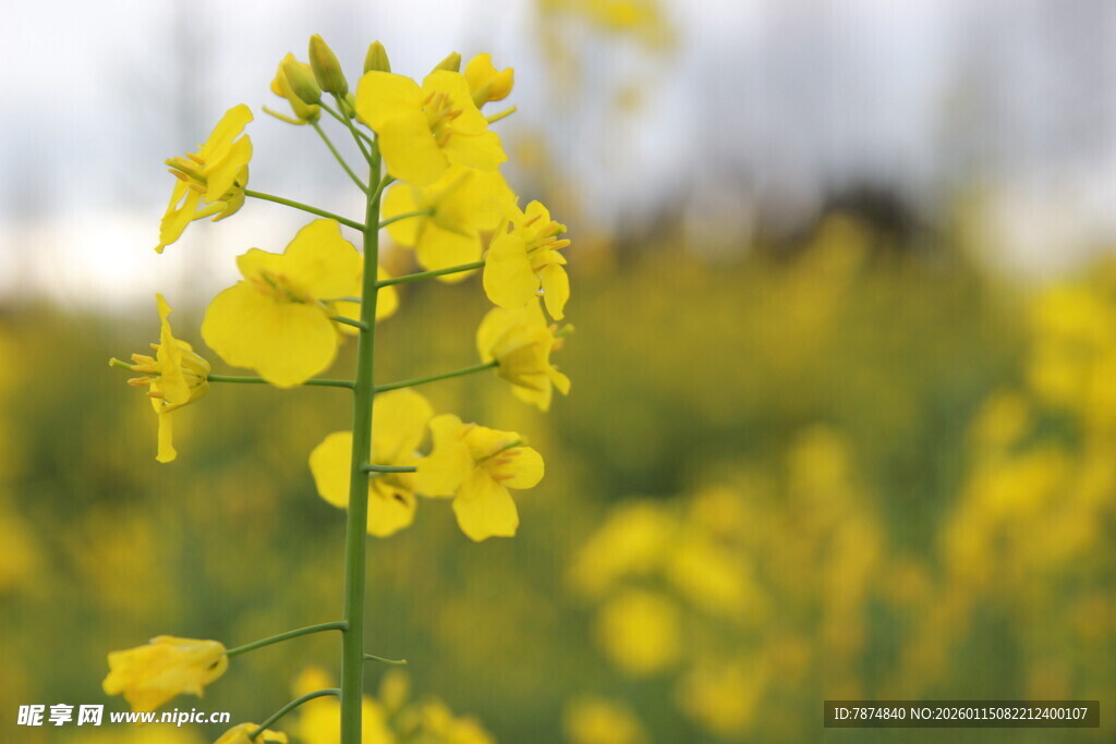 春日油菜花特写