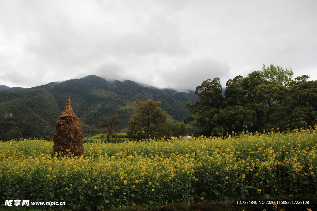 田野中的稻草人及金黄作物