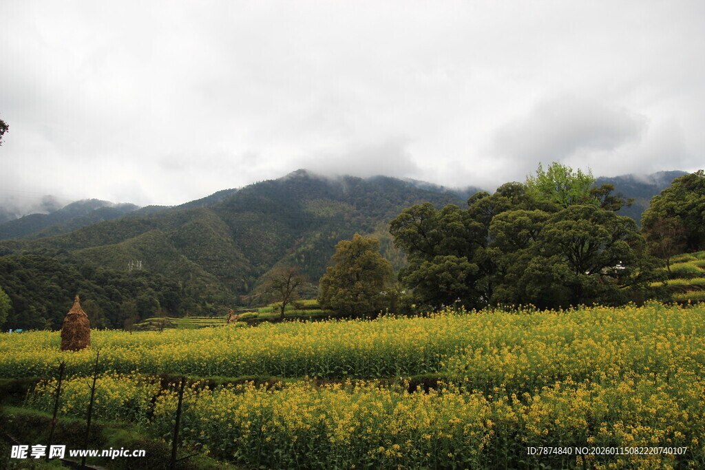 山间油菜田 田园好风光