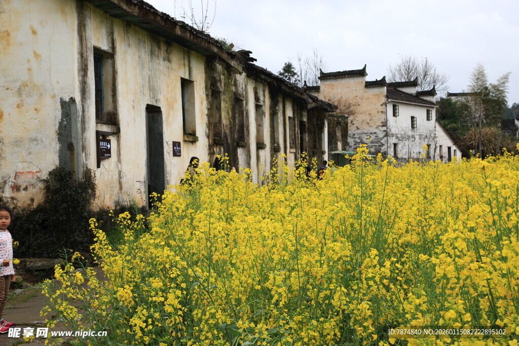 乡村老屋旁的灿烂油菜花