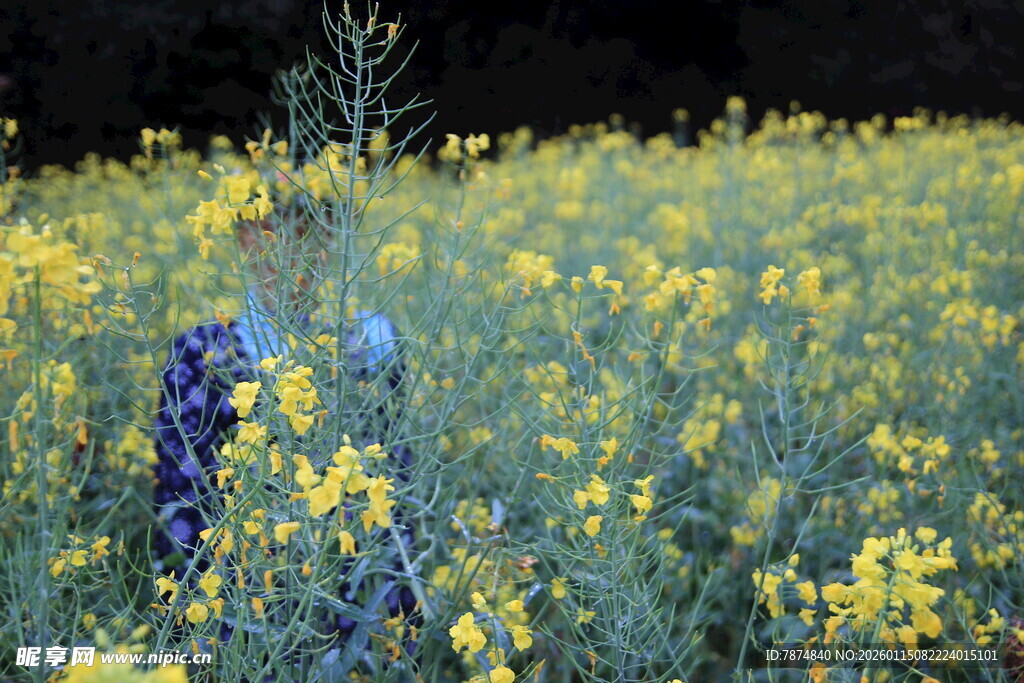 金黄油菜花田中的身影