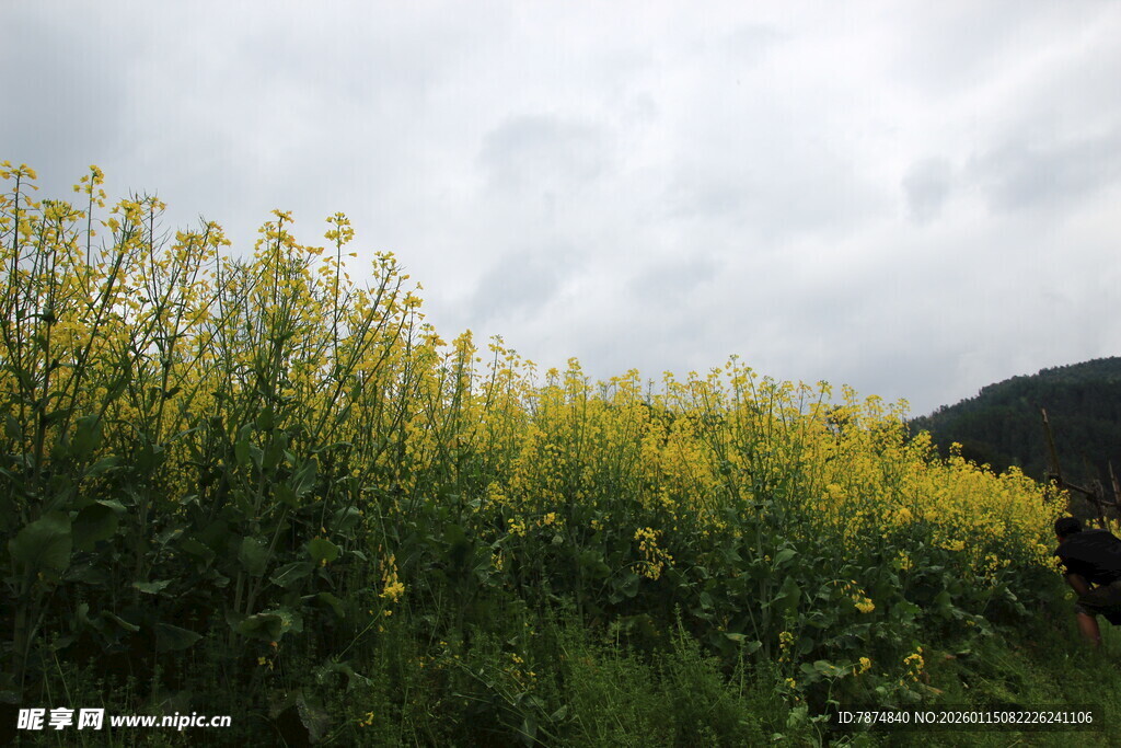 金黄油菜花田中的景象