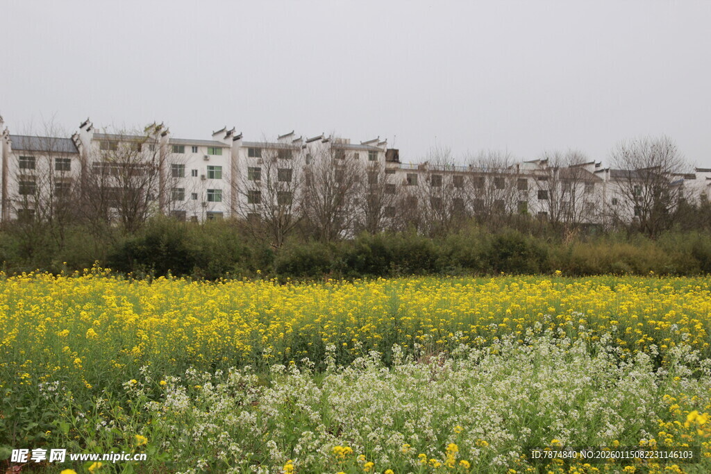 田野繁花与远处居民区