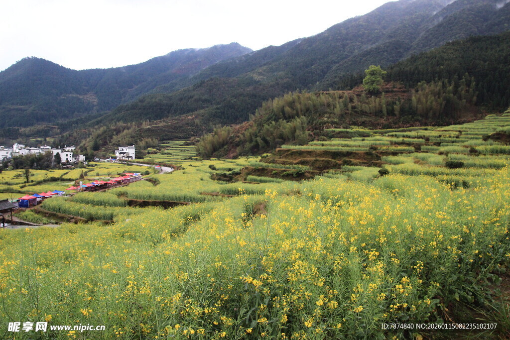 山间油菜田 田园好风光