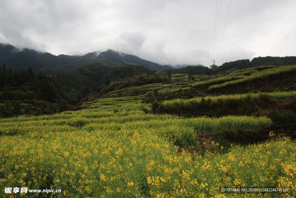 山间油菜花田美景