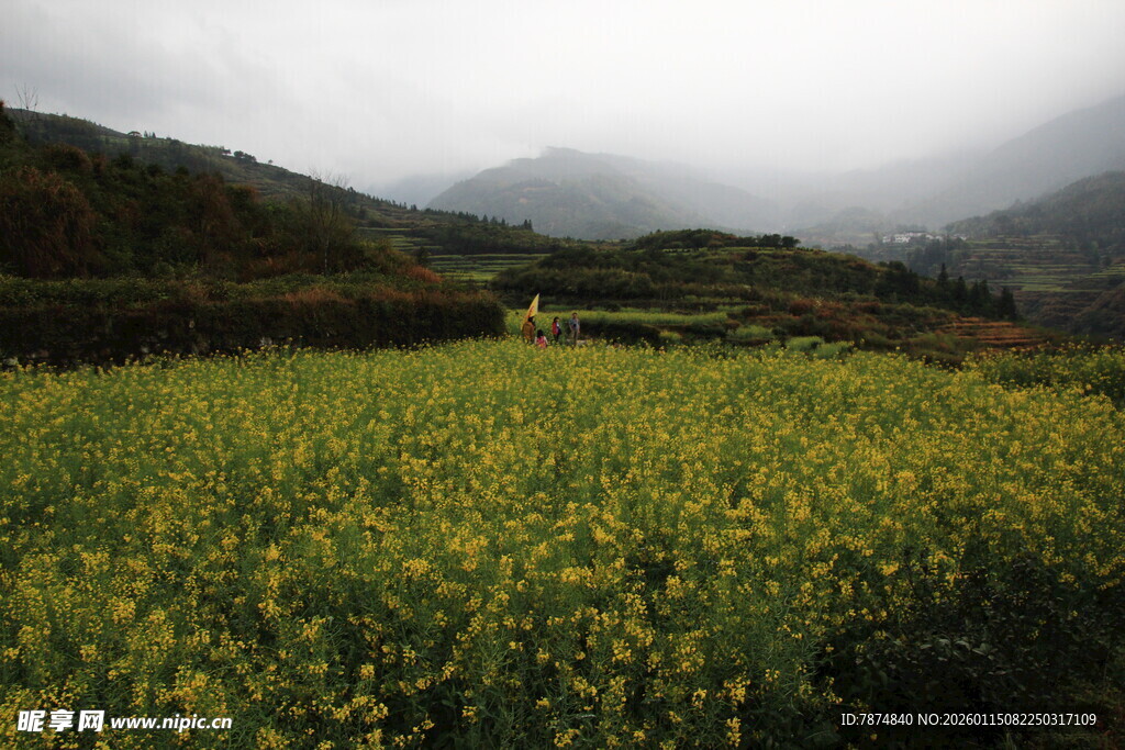 山间油菜花海美景