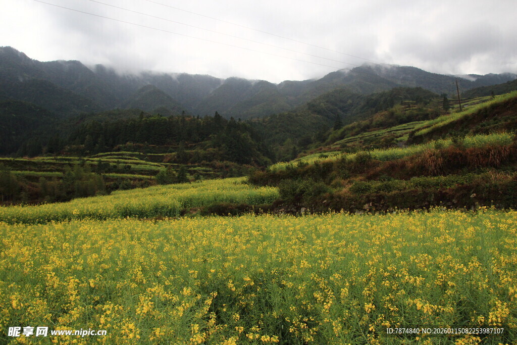 山间油菜花海田园美景