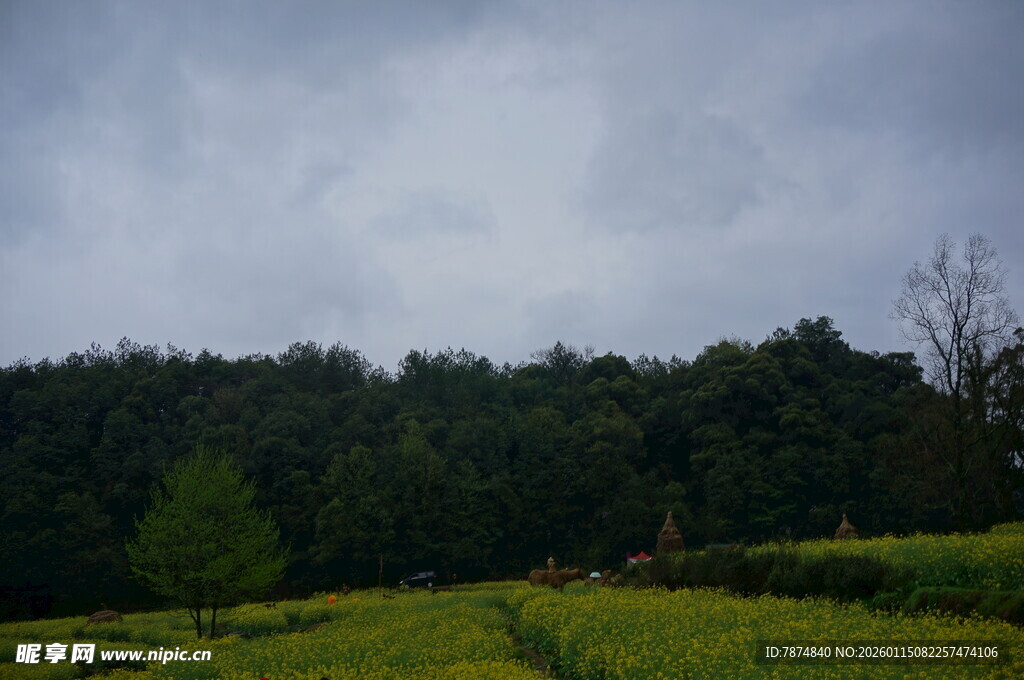 阴天下的田野与茂密树林