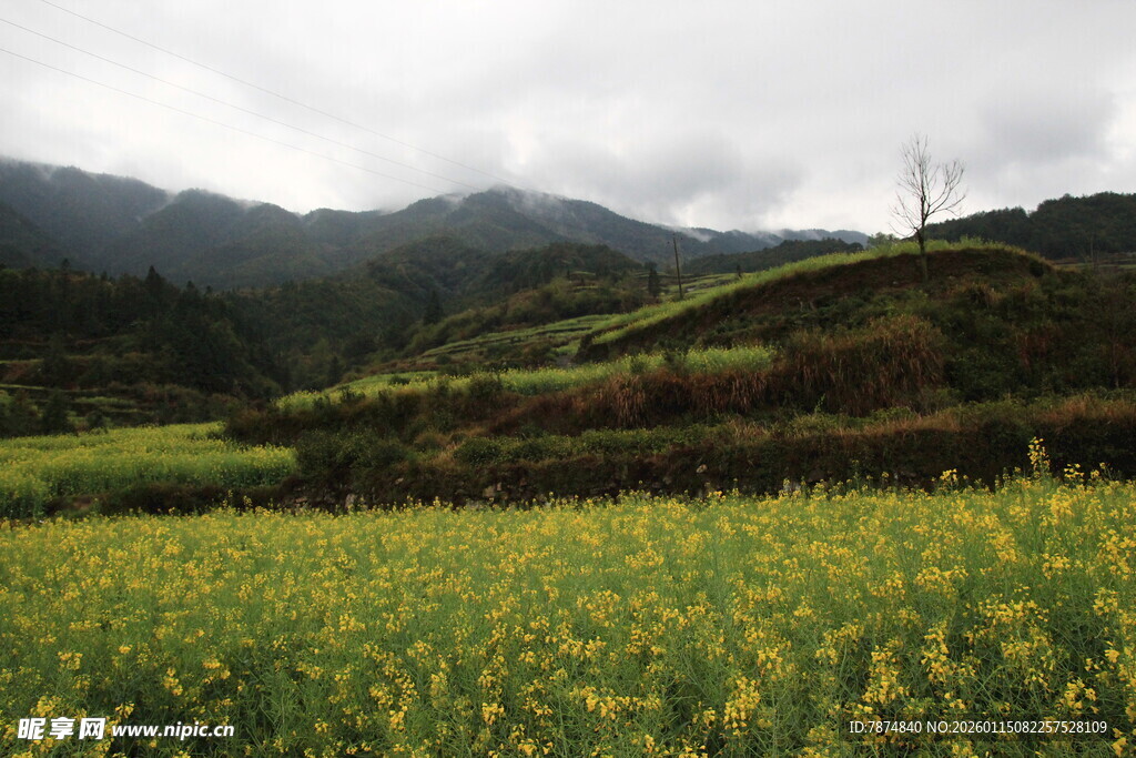 山间油菜花海美景