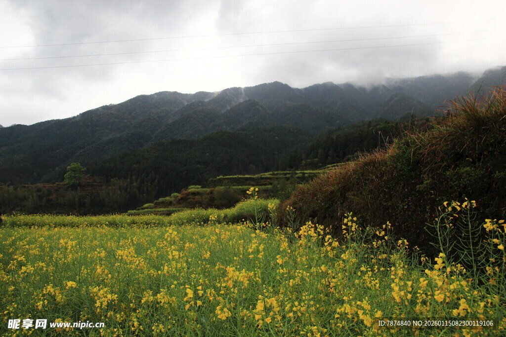 山间黄花盛放的美丽田野