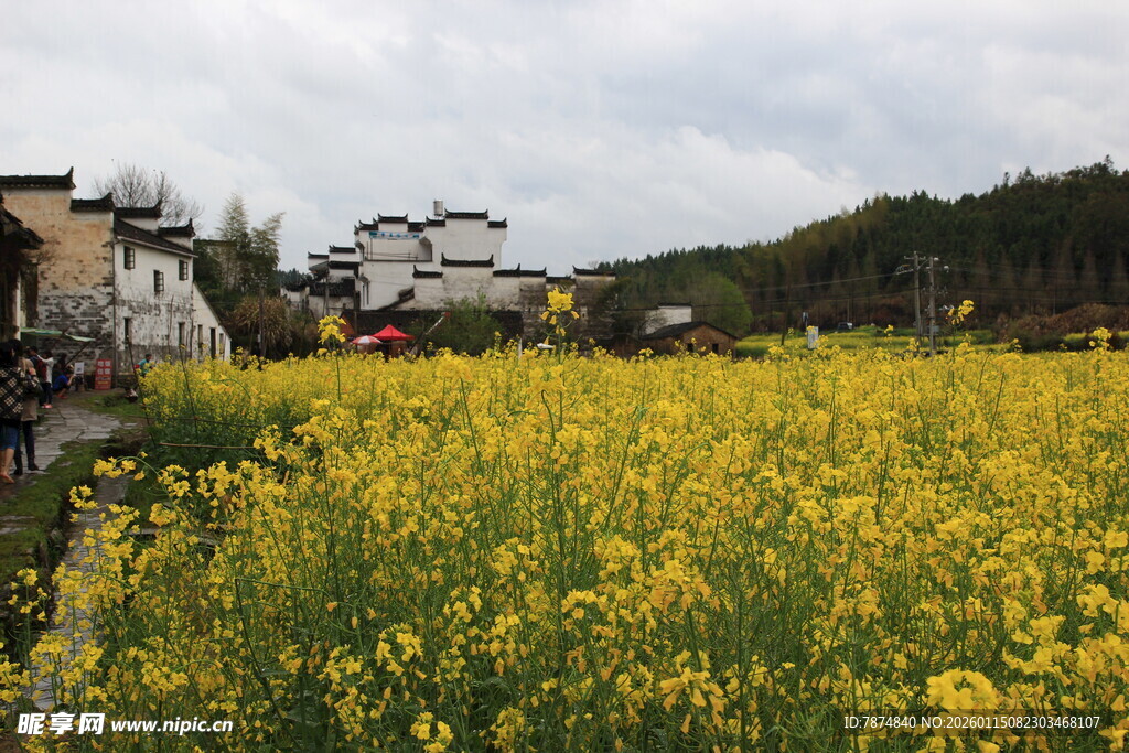 金黄油菜田旁的古朴村落