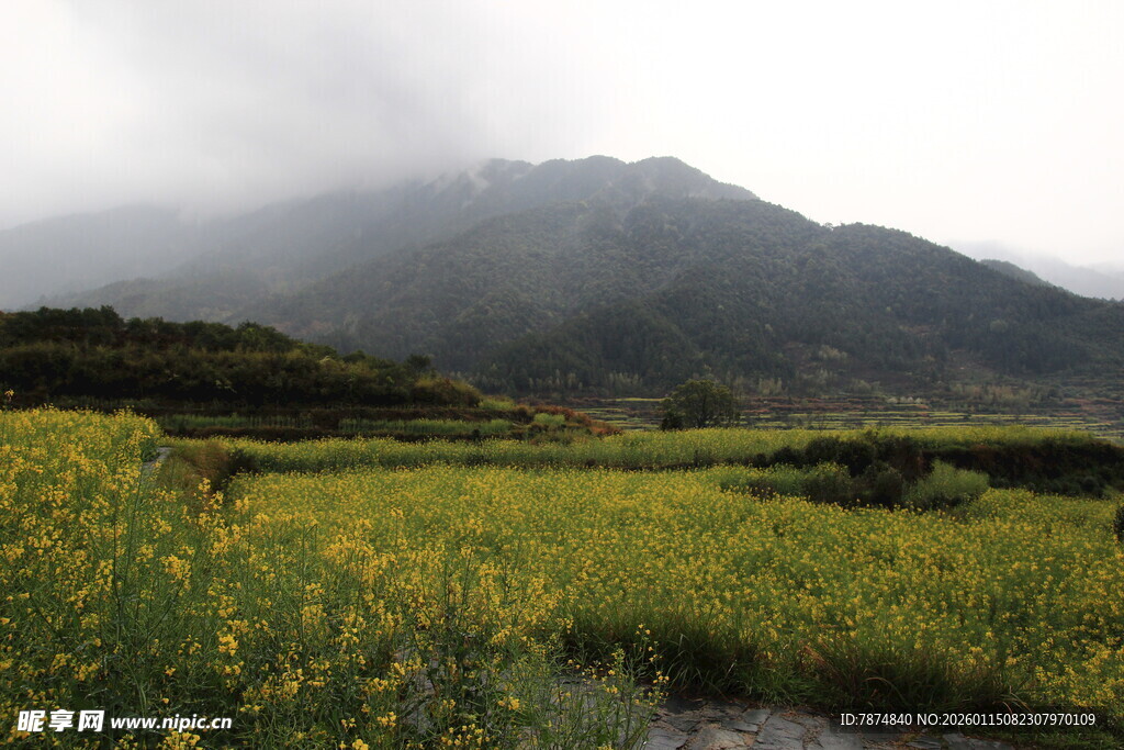 山间黄花田 云雾绕青山