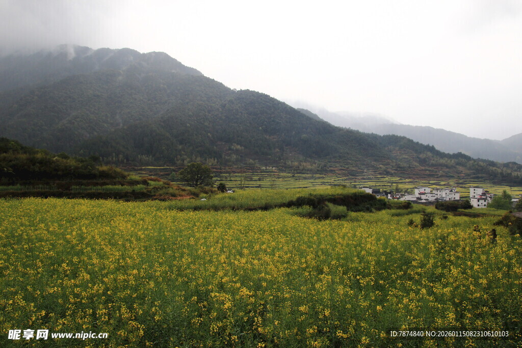 山间油菜花田美景