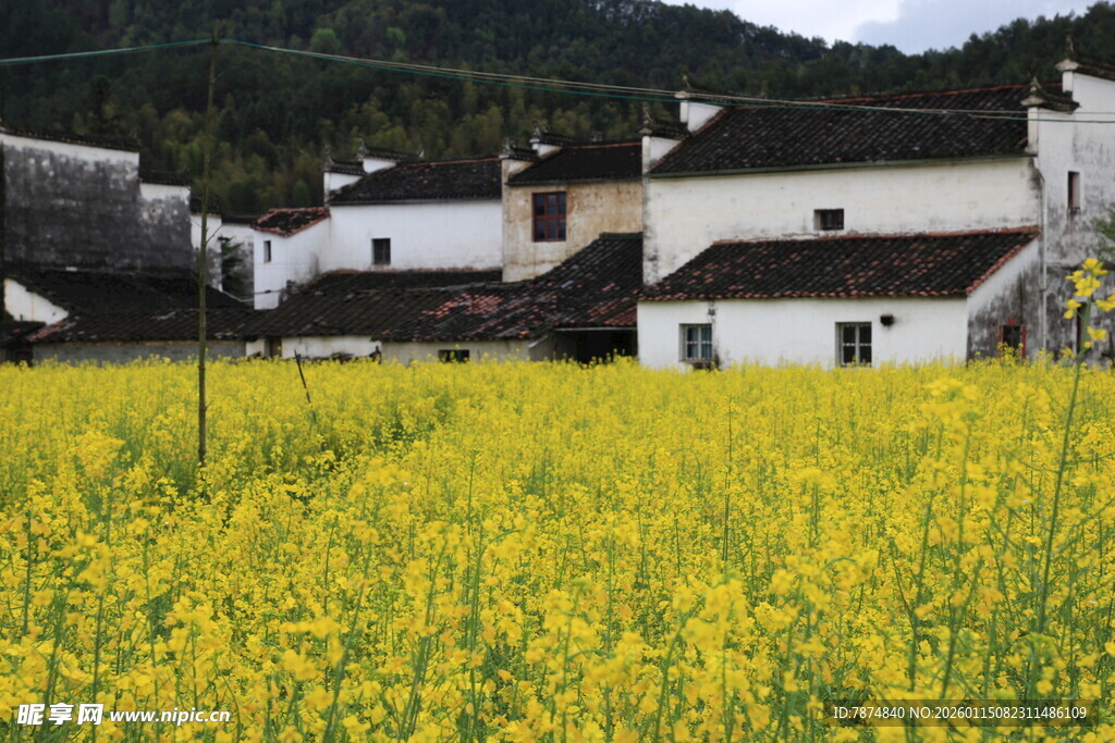 金黄油菜田旁的古朴村落