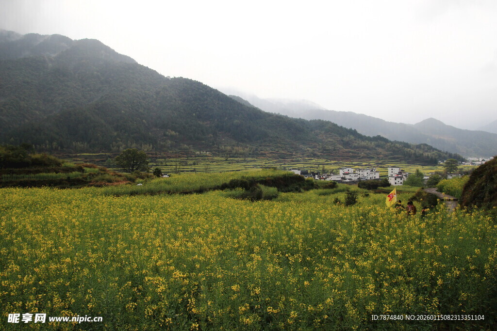 山间油菜花海田园风光