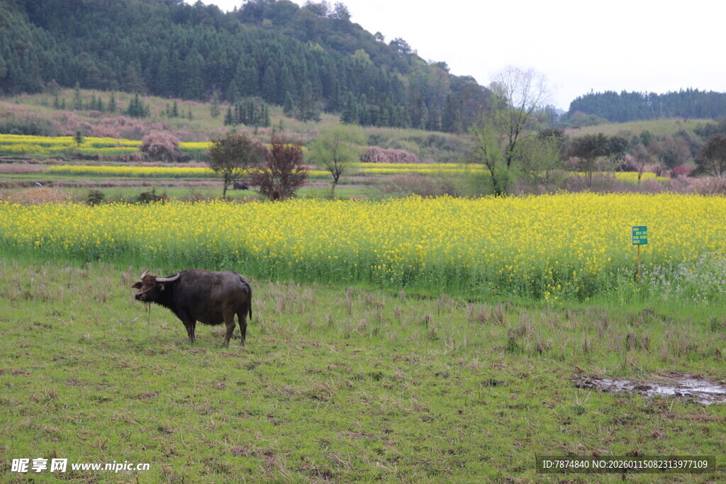田野间的水牛与金黄花田