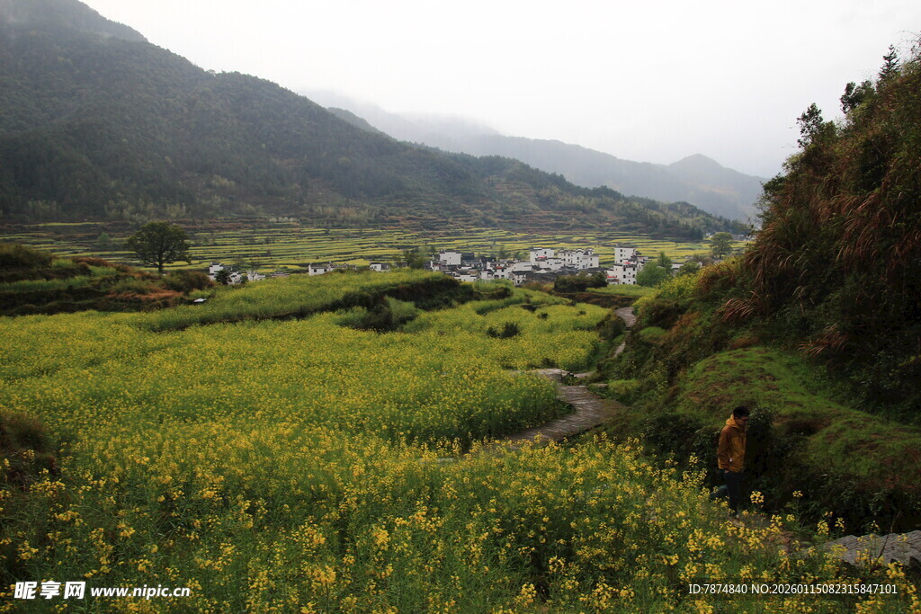 山间黄花盛放的田园美景