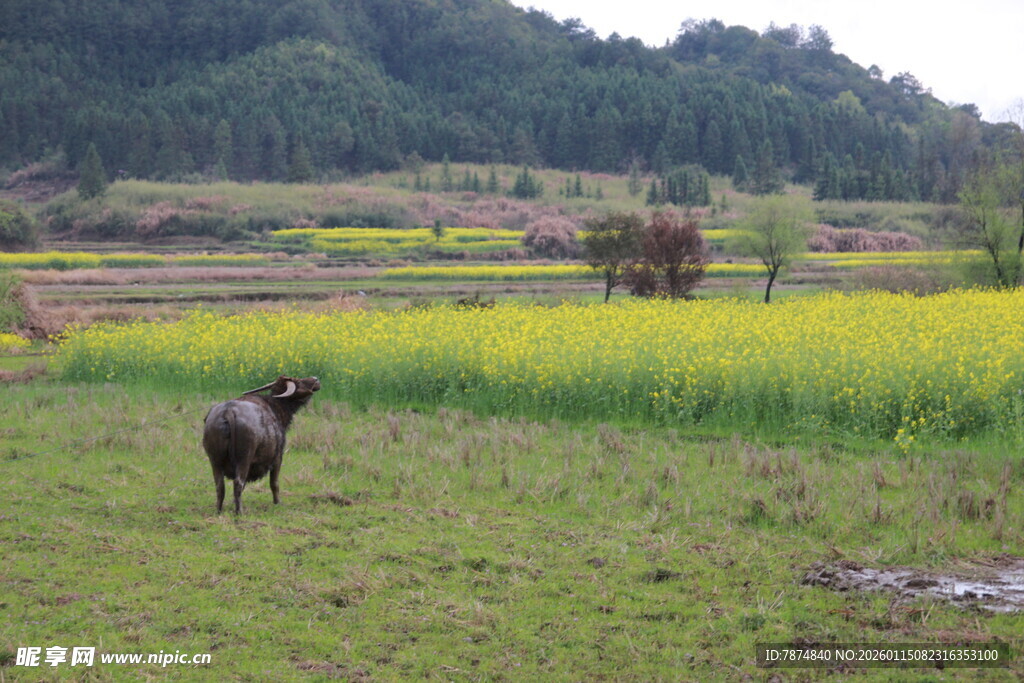 田野中漫步的牛