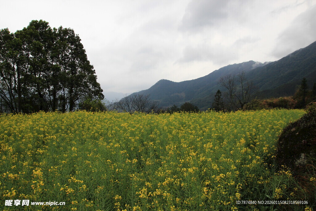 金黄油菜花田与远山风景