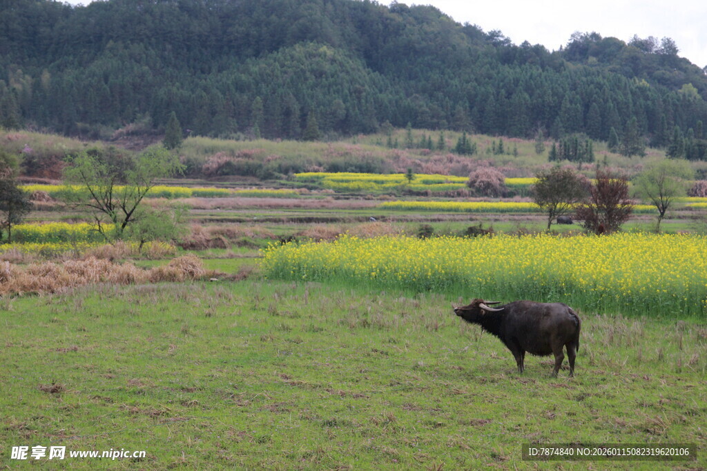 田野间的黑牛