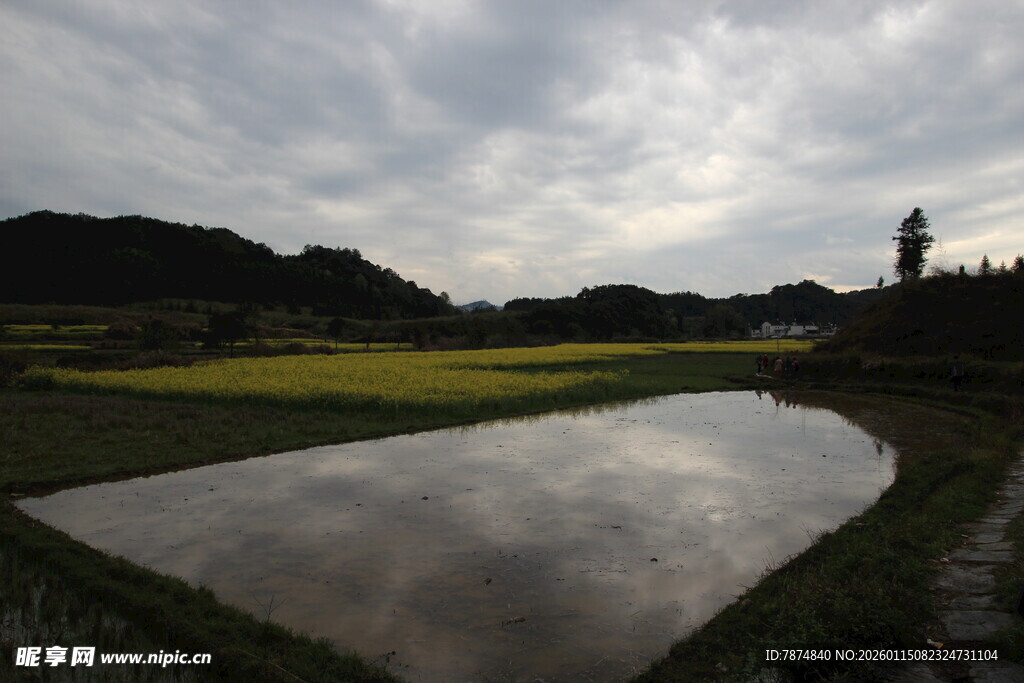 田园水田风光 静谧美好