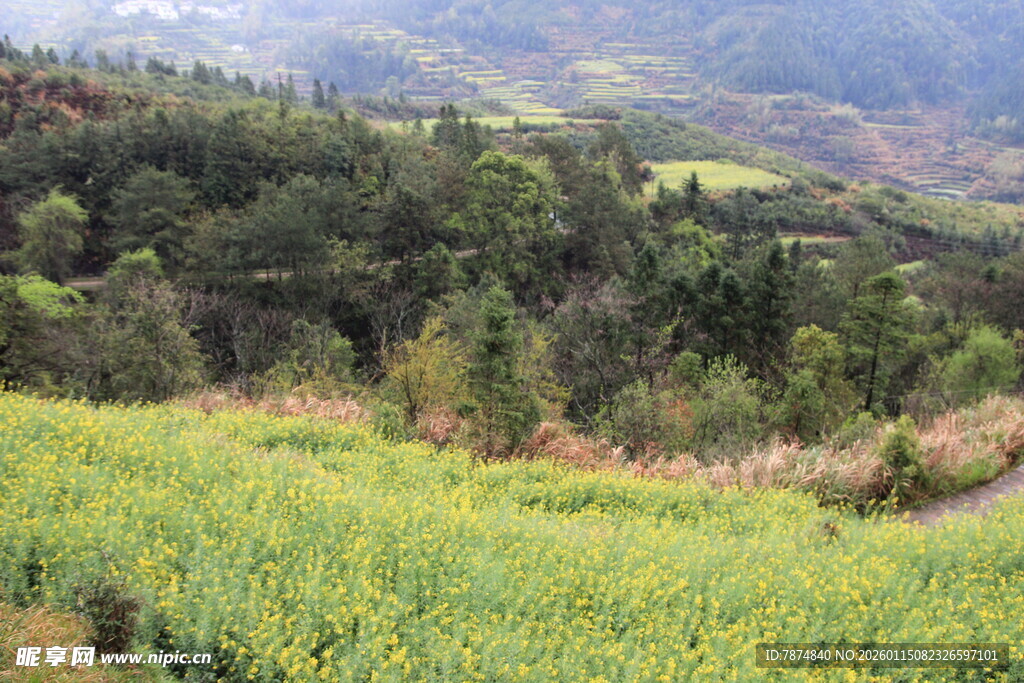 春日山野油菜花田美景