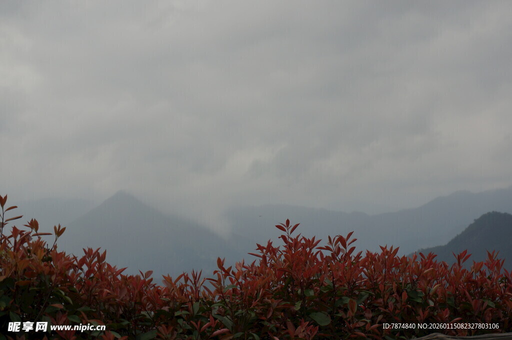 雾中红植与远山景致