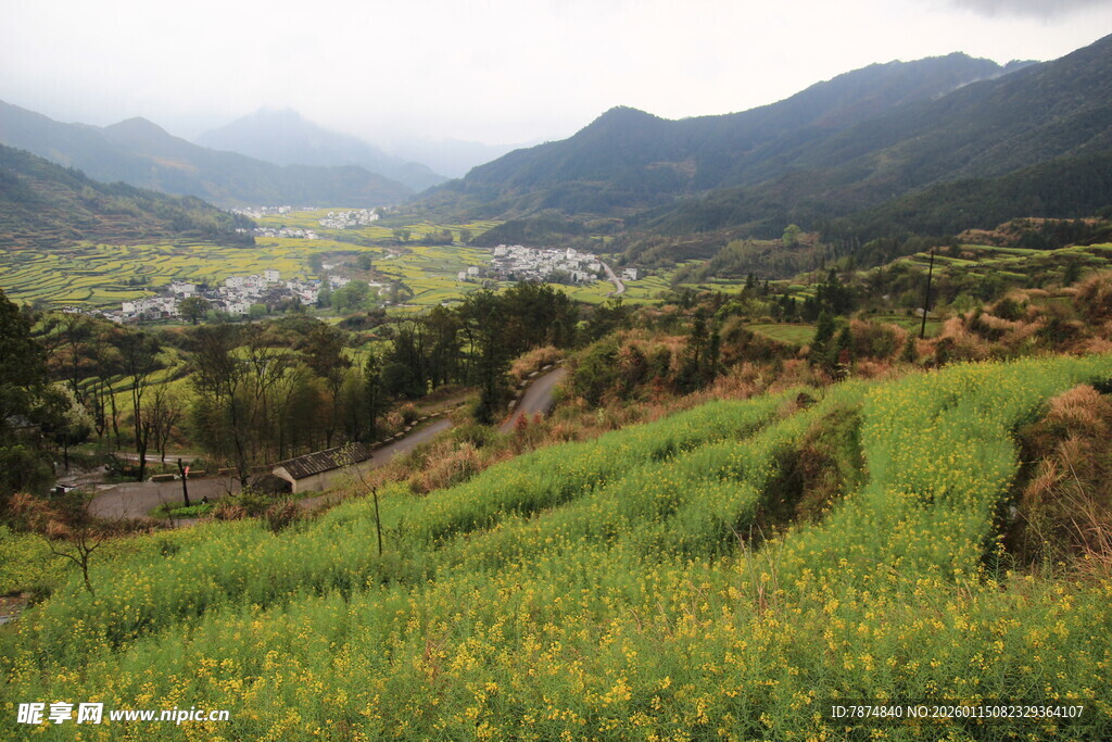 山间春日油菜田美景