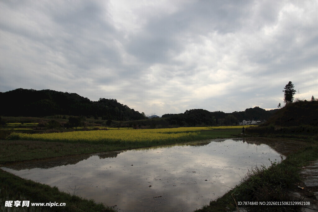 乡村水田畔的静谧景致