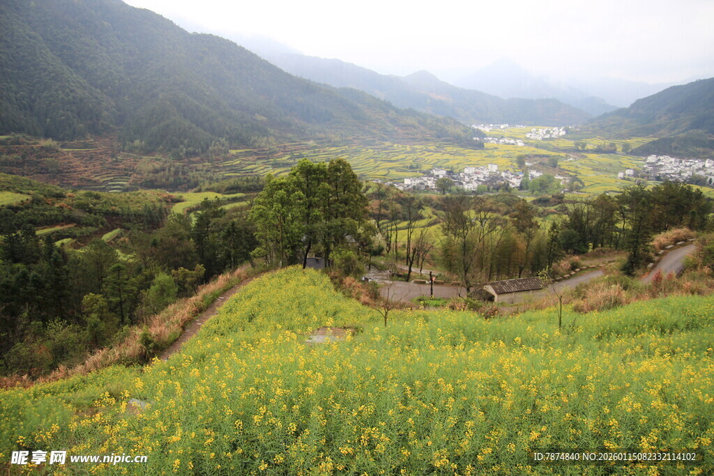 山间油菜田 乡村美景如画