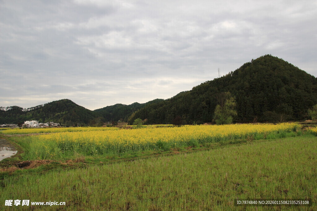 田园风光中的金黄田野