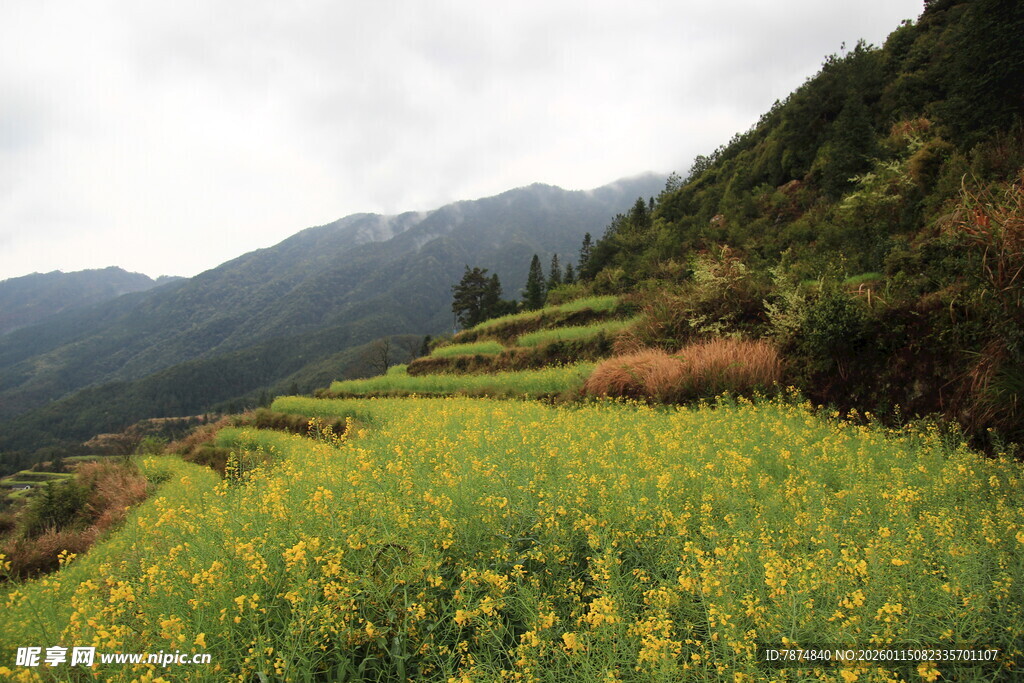 山间油菜花海田园美景
