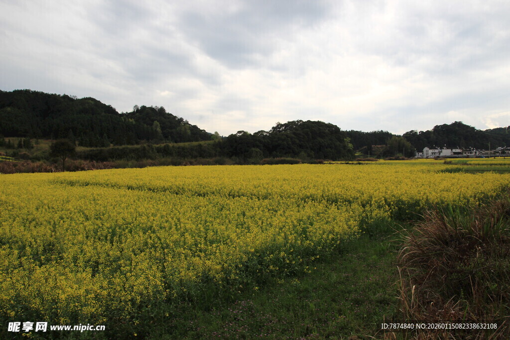 金黄油菜田 田园风光美
