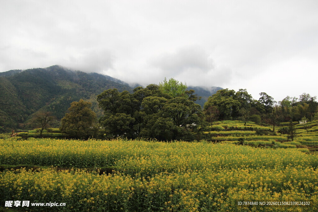 山间油菜田 绿意与金黄交织