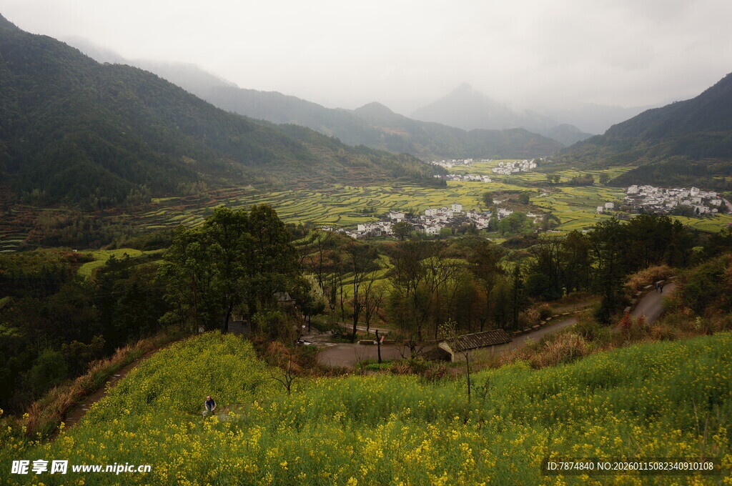 山间油菜田中的静谧村落