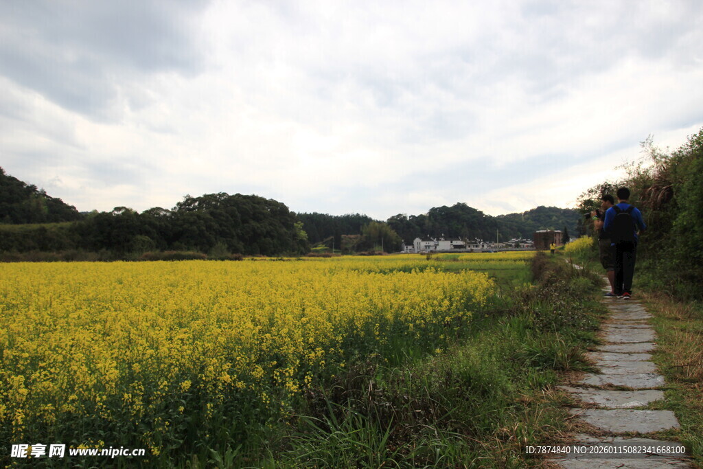 漫步油菜花海小径