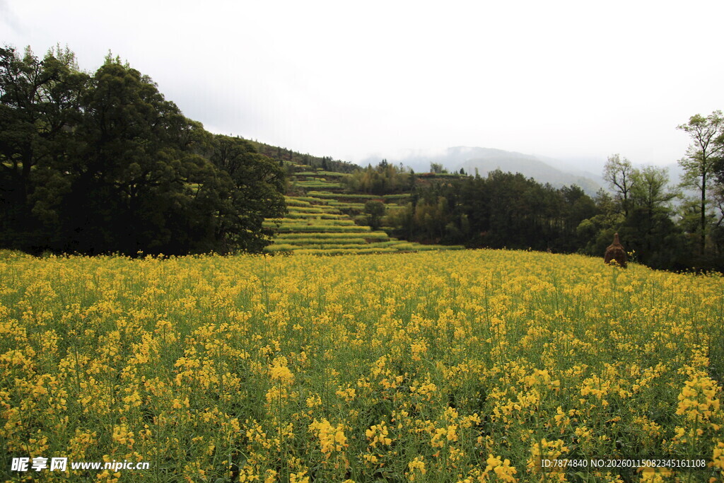 金黄油菜花田的田园风光