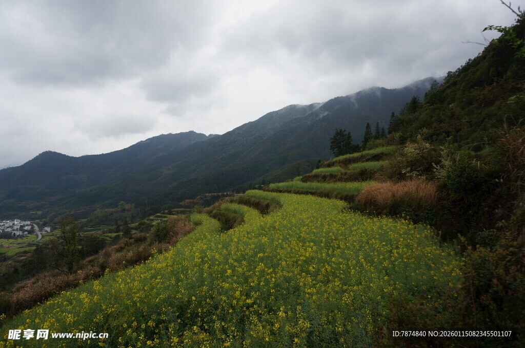 山间油菜田 绿意盎然
